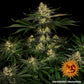 Gorilla Z - Cannaseuse - Curated Genetics - Barney's Farm