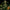 Gorilla Z - Cannaseuse - Curated Genetics - Barney's Farm