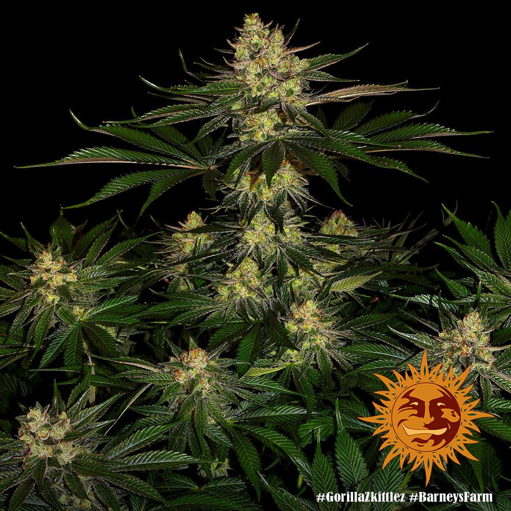 Gorilla Z - Cannaseuse - Curated Genetics - Barney's Farm