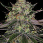 Gorilla Z - Cannaseuse - Curated Genetics - Barney's Farm