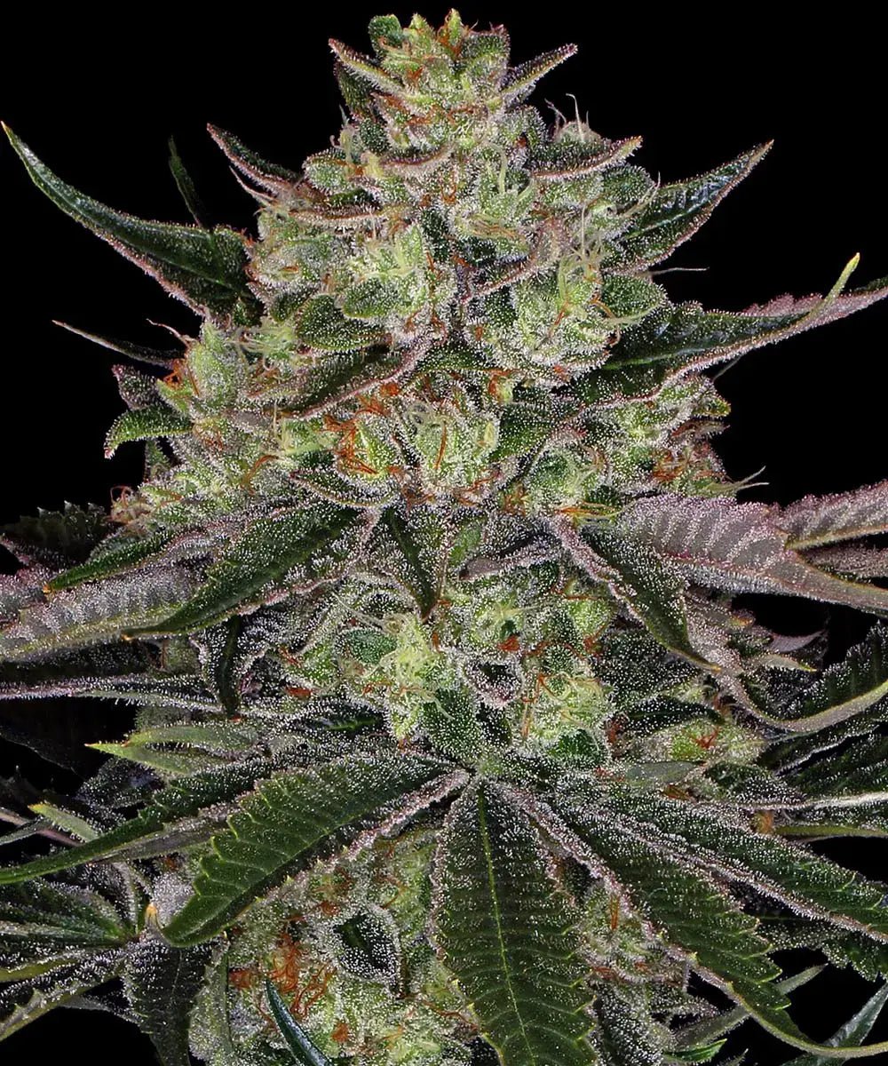 Gorilla Z - Cannaseuse - Curated Genetics - Barney's Farm