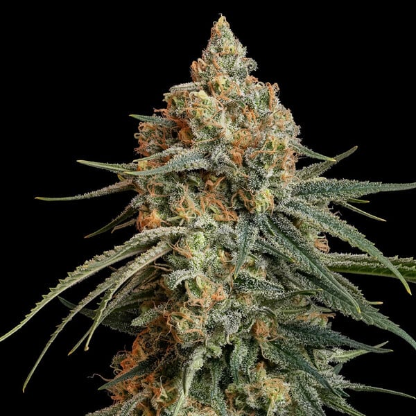Granddaddy Purple - Cannaseuse - Curated Genetics - Royal Queen Seeds