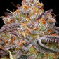 Humboldt Seed Company-Granny Candy
