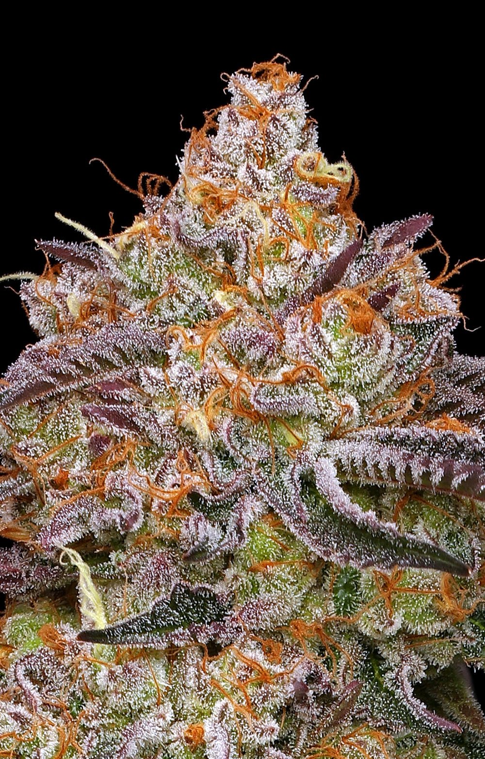 Humboldt Seed Company-Granny Candy