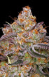 Humboldt Seed Company-Granny Candy