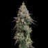 Grape Ape - Cannaseuse - Curated Genetics - Royal Queen Seeds