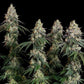 Grape Ape - Cannaseuse - Curated Genetics - Royal Queen Seeds