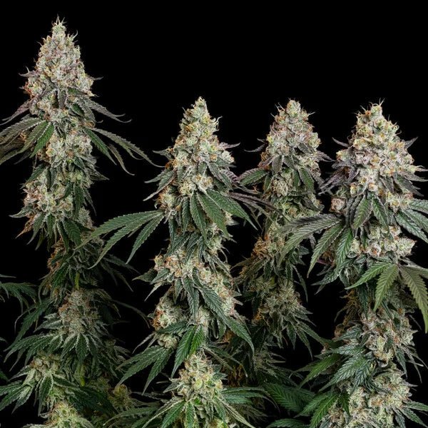 Grape Ape - Cannaseuse - Curated Genetics - Royal Queen Seeds