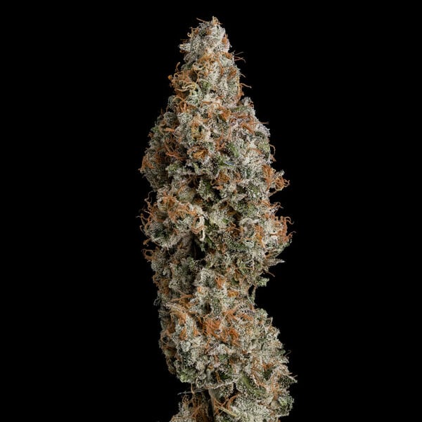 Grape Ape - Cannaseuse - Curated Genetics - Royal Queen Seeds