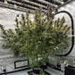 Grape Deebo F4