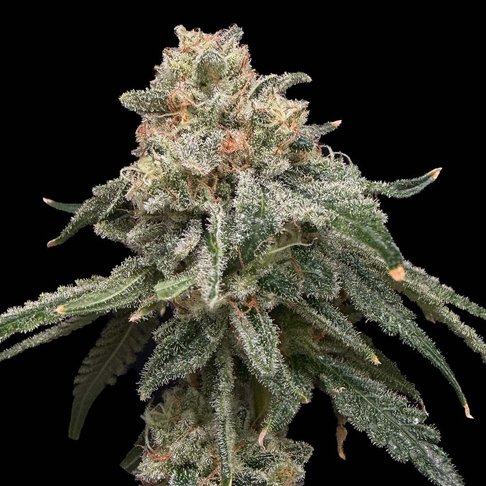 Grape Goblin