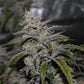 Grape Walker Kush