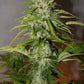 Grapefruit Auto - Cannaseuse - Curated Genetics - 42 Fast Buds