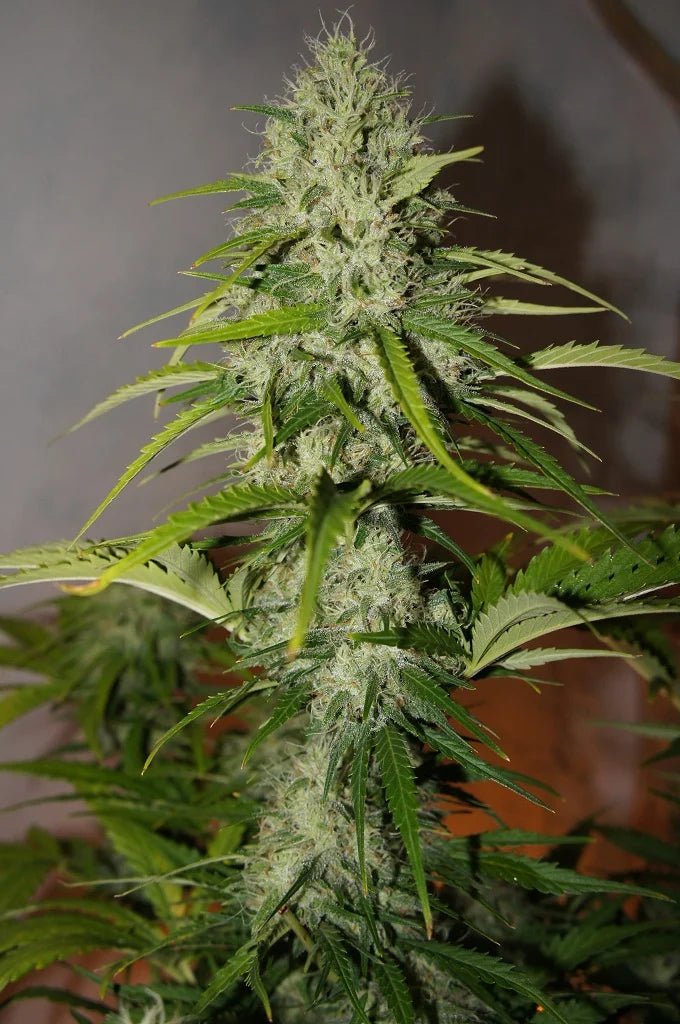 Grapefruit Auto - Cannaseuse - Curated Genetics - 42 Fast Buds