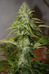 Grapefruit Auto - Cannaseuse - Curated Genetics - 42 Fast Buds
