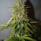 Grapefruit Auto - Cannaseuse - Curated Genetics - 42 Fast Buds