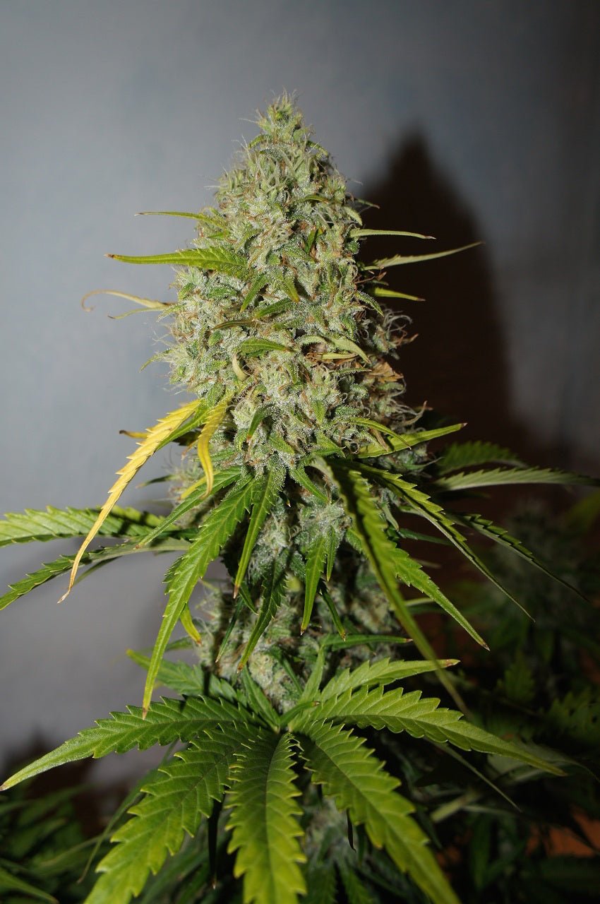 Grapefruit Auto - Cannaseuse - Curated Genetics - 42 Fast Buds