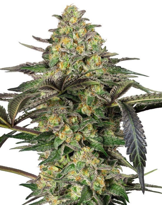 Sensi Seeds-Grapevine Candy