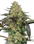 Sensi Seeds-Grapevine Candy
