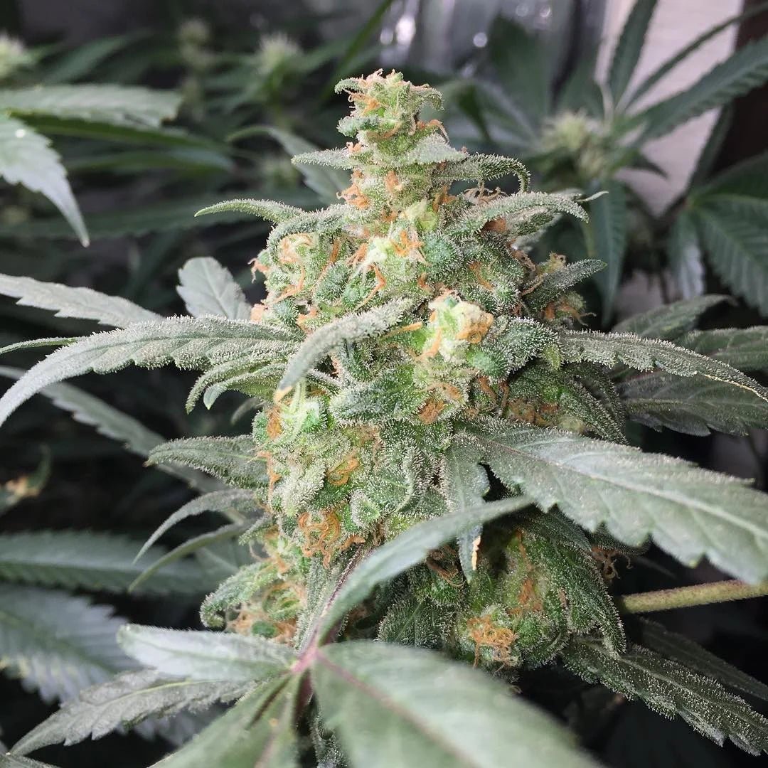 Green Crack Auto - Cannaseuse - Curated Genetics - 42 Fast Buds