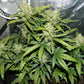 Green Crack Auto - Cannaseuse - Curated Genetics - 42 Fast Buds