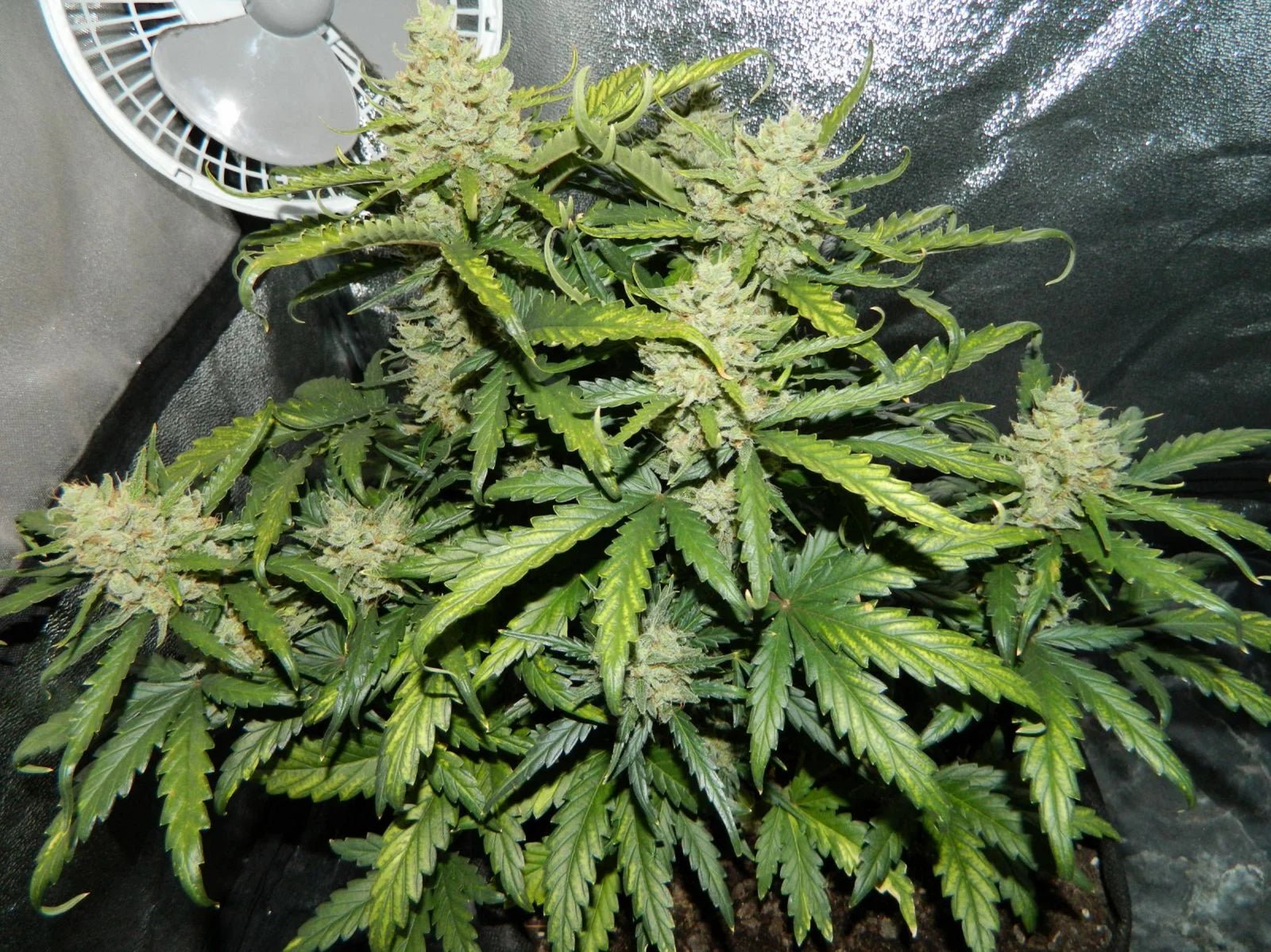 Green Crack Auto - Cannaseuse - Curated Genetics - 42 Fast Buds