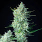 Green Gelato Auto - Cannaseuse - Curated Genetics - Royal Queen Seeds