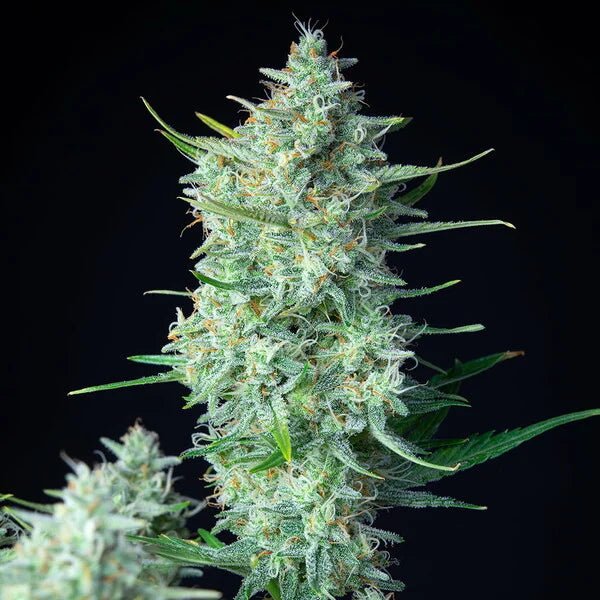 Green Gelato Auto - Cannaseuse - Curated Genetics - Royal Queen Seeds