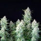 Green Gelato Auto - Cannaseuse - Curated Genetics - Royal Queen Seeds
