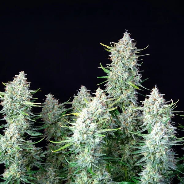 Green Gelato Auto - Cannaseuse - Curated Genetics - Royal Queen Seeds
