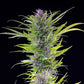 Green Gelato - Cannaseuse - Curated Genetics - Royal Queen Seeds