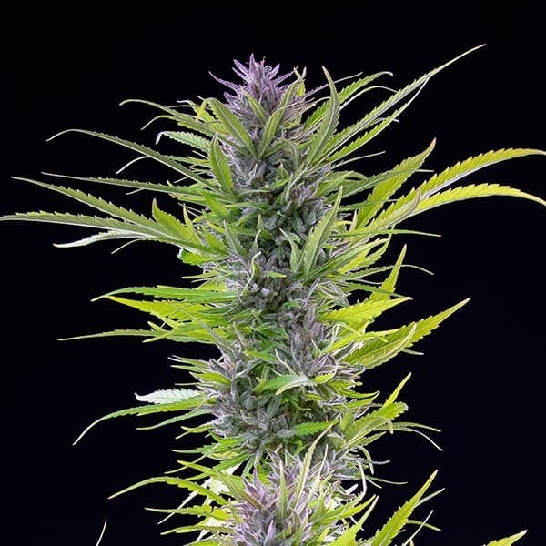 Green Gelato - Cannaseuse - Curated Genetics - Royal Queen Seeds