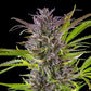 Green Gelato - Cannaseuse - Curated Genetics - Royal Queen Seeds