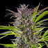 Green Gelato - Cannaseuse - Curated Genetics - Royal Queen Seeds
