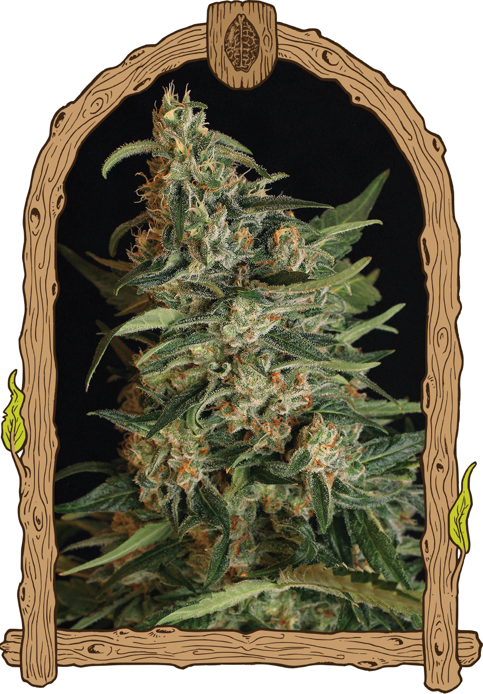 Exotic Seed-Green Gummy