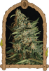 Exotic Seed-Green Gummy