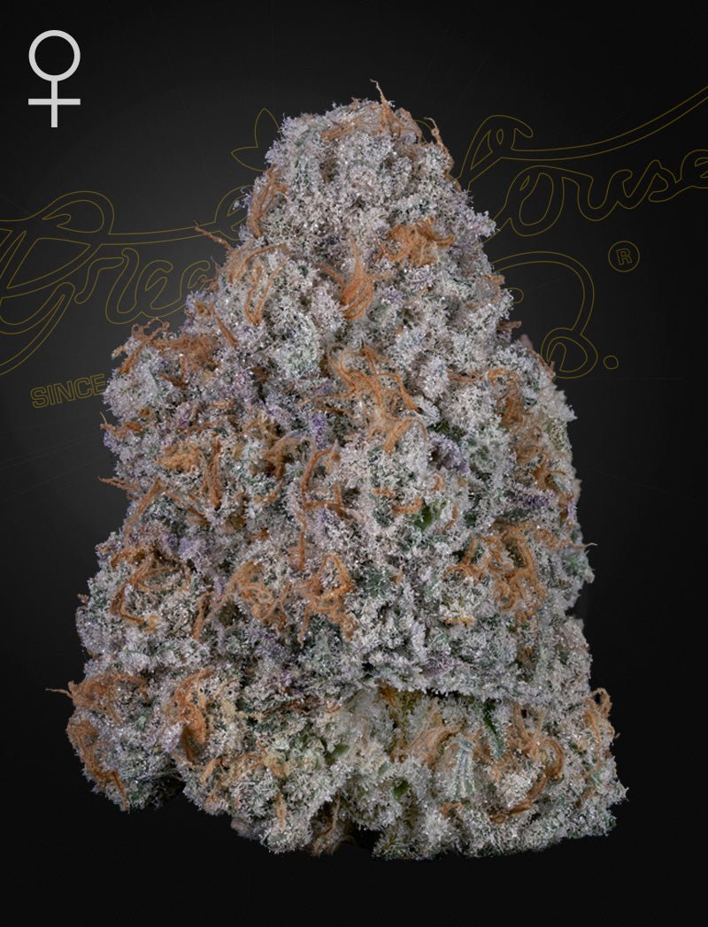 Green House Seeds-Air Lemon