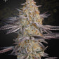 Green House Seeds-Air Lemon