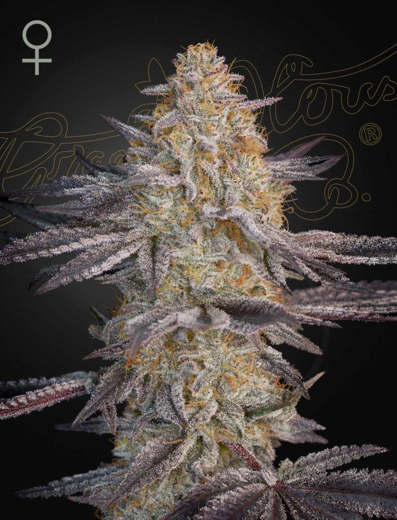 Green House Seeds-Air Lemon