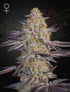 Green House Seeds-Air Lemon