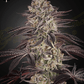 Green House Seeds-Biscotti Auto