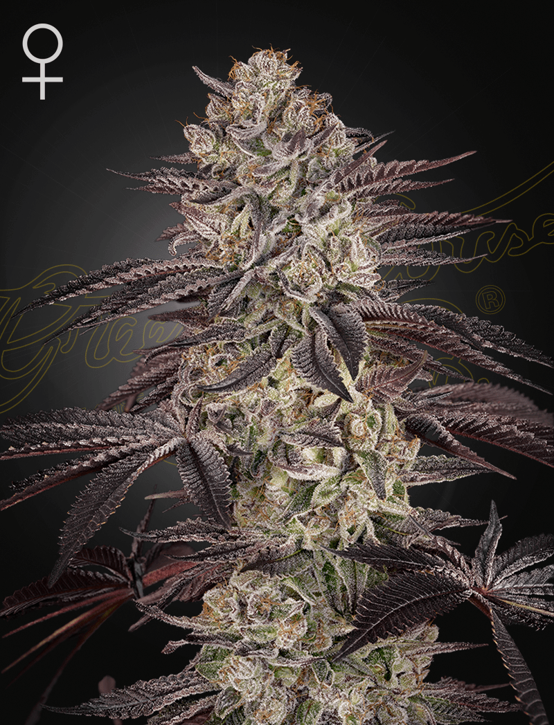 Green House Seeds-Biscotti Auto