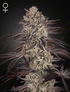 Green House Seeds-Biscotti Auto