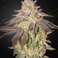 Green House Seeds-Black Toffee Auto
