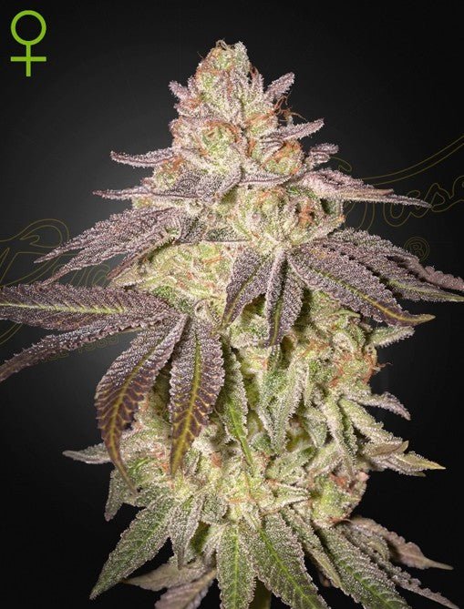 Green House Seeds-Black Toffee Auto
