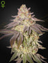 Green House Seeds-Black Toffee Auto
