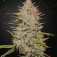 Green House Seeds-Chemical Candy Auto