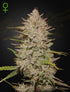 Green House Seeds-Chemical Candy Auto