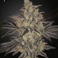Green House Seeds-Frosted Guava Auto