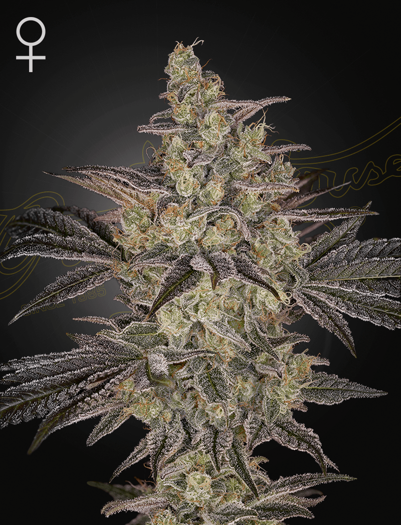 Green House Seeds-Frosted Guava Auto